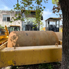 Used SEM522 Vibratory Roller, CAT Pod System, 22Ton，Supplier